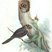 Australian Owlet-Nightjar